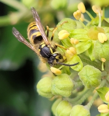 Vespula vulgaris