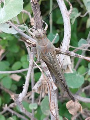 Anacridium flavescens