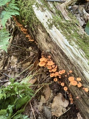 Xeromphalina
