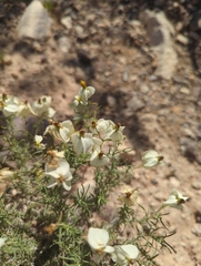 Zinnia acerosa