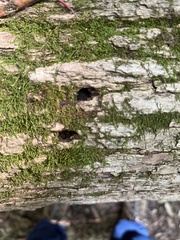 Agrilus planipennis