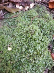 Fissidens bryoides