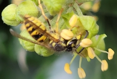 Vespula vulgaris