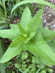 Hasteola suaveolens