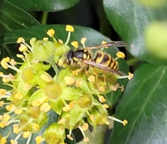 Vespula vulgaris