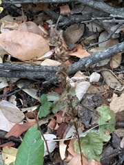 Platanthera transversa