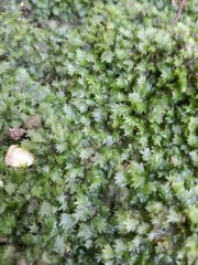 Fissidens bryoides