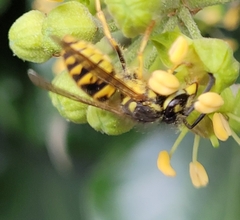 Vespula vulgaris