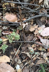 Platanthera transversa