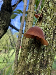 Auricularia cornea