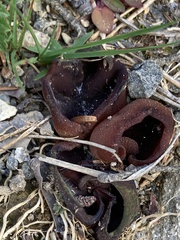 Phylloscypha phyllogena