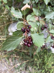 Crataegus douglasii