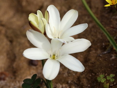 Sparaxis grandiflora