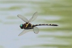 Macromia pacifica × taeniolata