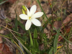 Sparaxis grandiflora