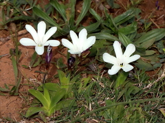 Sparaxis grandiflora
