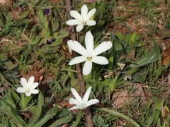 Sparaxis grandiflora