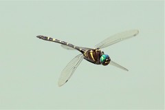 Macromia pacifica × taeniolata