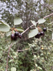 Crataegus douglasii