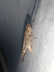 Aiolopus thalassinus