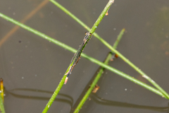 Argiocnemis rubescens