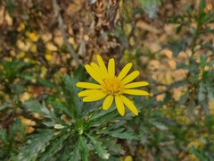 Euryops chrysanthemoides
