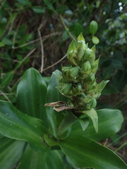 Bonatea speciosa