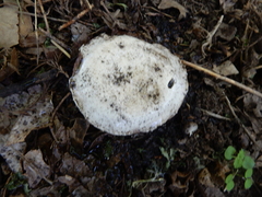Agaricus californicus