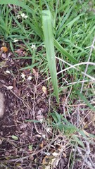 Melasphaerula graminea