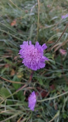 Knautia
