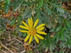 Euryops chrysanthemoides