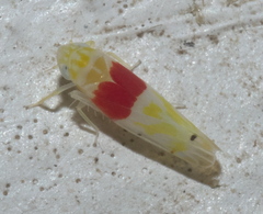 Eratoneura osborni
