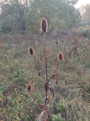 Dipsacus fullonum