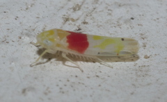 Eratoneura osborni
