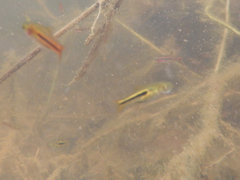 Boraras urophthalmoides