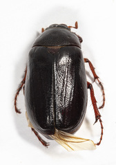 Phyllophaga