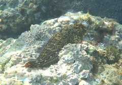 Parablennius sanguinolentus