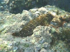 Parablennius sanguinolentus