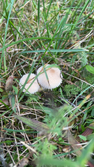 Lycoperdon perlatum