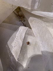 Hippodamia parenthesis