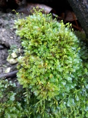 Fissidens bryoides
