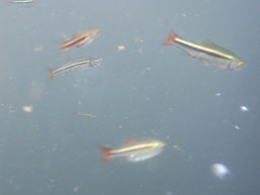 Rasbora rubrodorsalis