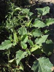 Datura discolor