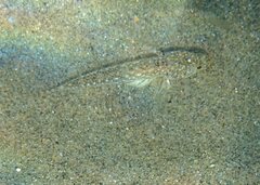 Pomatoschistus marmoratus