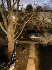 Vulpes vulpes fulvus