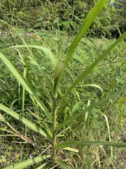 Panicum dichotomiflorum