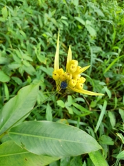Heliconia longiflora