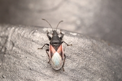Oxycarenus lavaterae