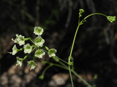 Commicarpus scandens