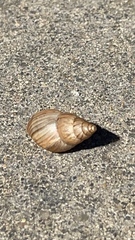 Bulimulus bonariensis